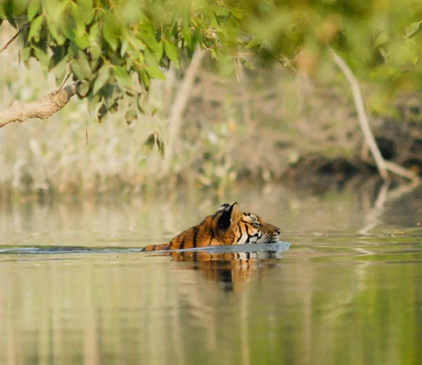 SUNDARBAN