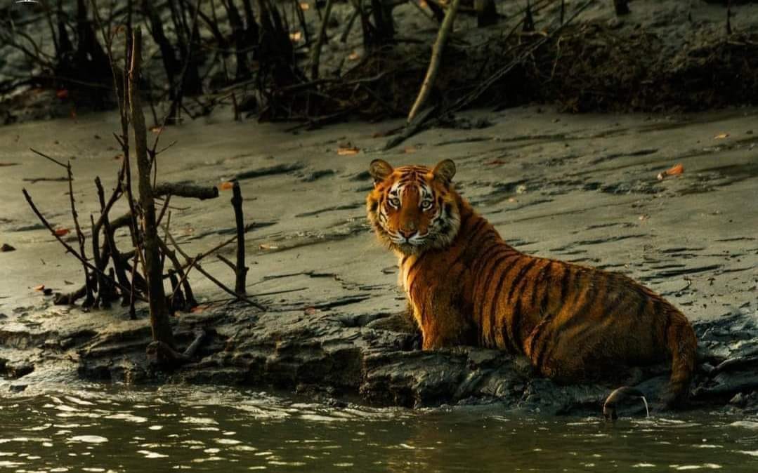 SUNDARBAN
