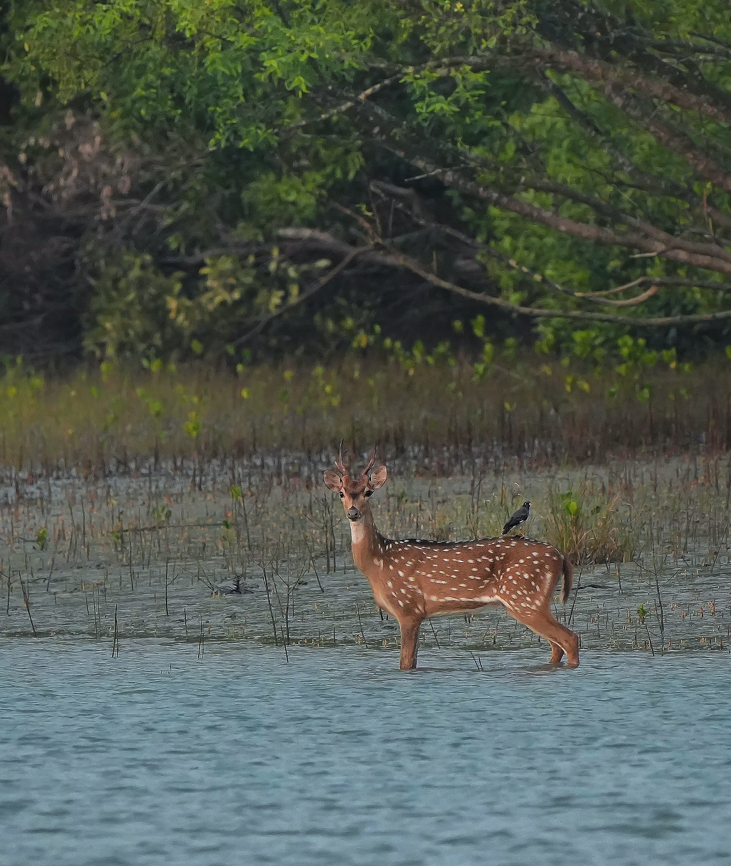 SUNDARBAN