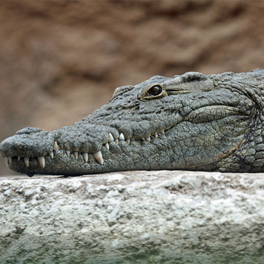 Sundarban Tour Package