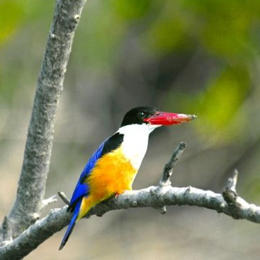 Sundarban Tour Package